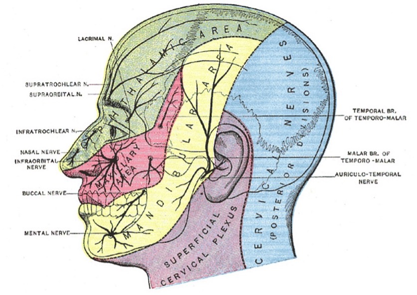 Menstrual Migraines and the trigeminal nerve