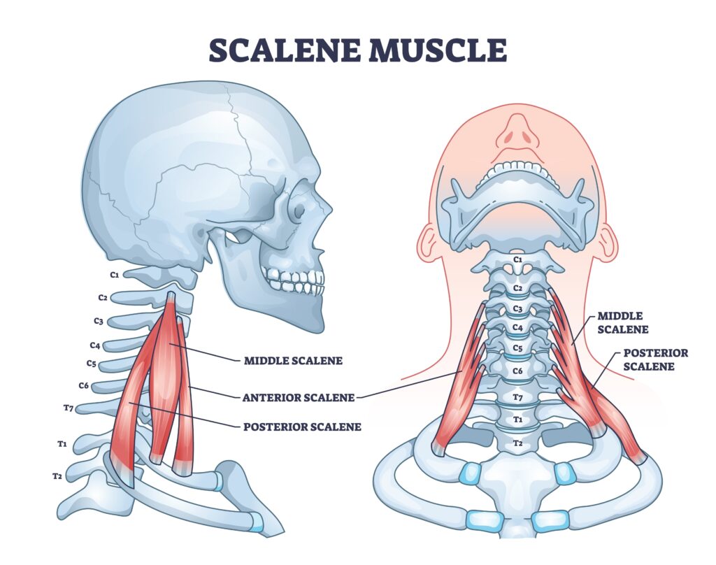 The 3 scalene muscles located in the neck