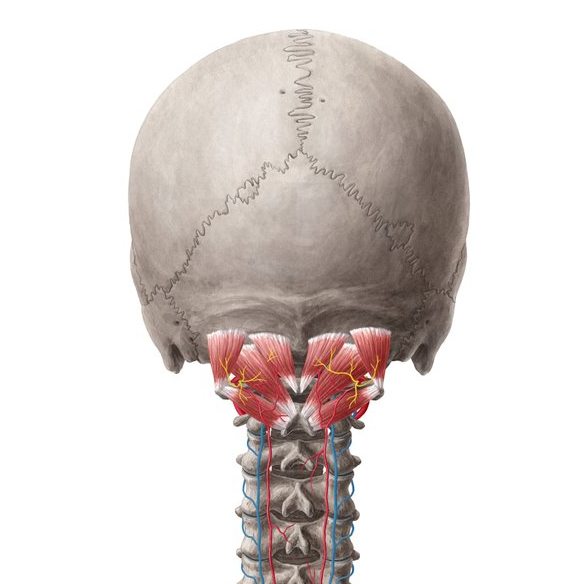 Suboccipital muscles develop chronic spasm
